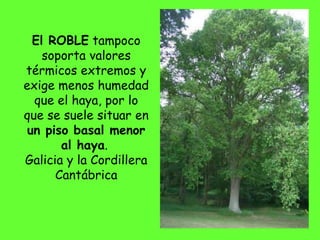 El ROBLE tampoco 
soporta valores 
térmicos extremos y 
exige menos humedad 
que el haya, por lo 
que se suele situar en 
un piso basal menor 
al haya. 
Galicia y la Cordillera 
Cantábrica 
 
