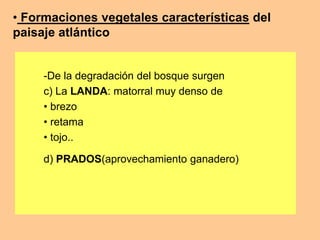 • Formaciones vegetales características del 
paisaje atlántico 
-De la degradación del bosque surgen 
c) La LANDA: matorral muy denso de 
• brezo 
• retama 
• tojo.. 
d) PRADOS(aprovechamiento ganadero) 
 
