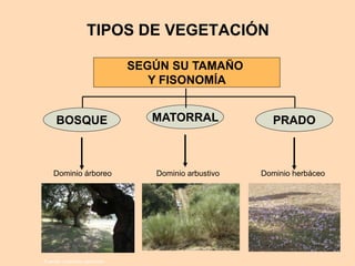 TIPOS DE VEGETACIÓN 
SEGÚN SU TAMAÑO 
Y FISONOMÍA 
BOSQUE 
Dominio árboreo 
MATORRAL 
Dominio arbustivo 
PRADO 
Dominio herbáceo 
Fuente: colección particular 
 