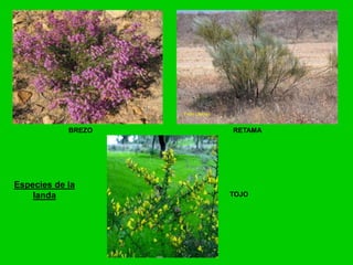 BREZO RETAMA 
TOJO 
Especies de la 
landa 
 