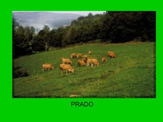 PRADO 
 