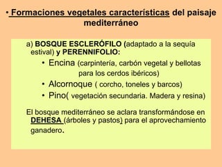 • Formaciones vegetales características del paisaje 
mediterráneo 
a) BOSQUE ESCLERÓFILO (adaptado a la sequía 
estival) y PERENNIFOLIO: 
• Encina (carpintería, carbón vegetal y bellotas 
para los cerdos ibéricos) 
• Alcornoque ( corcho, toneles y barcos) 
• Pino( vegetación secundaria. Madera y resina) 
El bosque mediterráneo se aclara transformándose en 
DEHESA (árboles y pastos) para el aprovechamiento 
ganadero. 
 