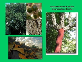 Aprovechamiento de los 
alcornocales. Corcho 
 