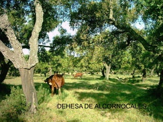 DEHESA DE ALCORNOCALES 
 