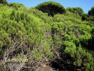 La maquia 
 