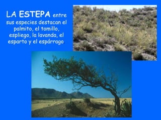 LA ESTEPA entre 
sus especies destacan el 
palmito, el tomillo, 
espliego, la lavanda, el 
esparto y el espárrago. 
 