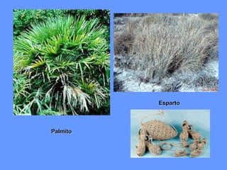 Palmito 
Esparto 
 