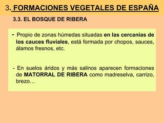 3. FORMACIONES VEGETALES DE ESPAÑA 
3.3. EL BOSQUE DE RIBERA 
- Propio de zonas húmedas situadas en las cercanías de 
los cauces fluviales, está formada por chopos, sauces, 
álamos fresnos, etc. 
- En suelos áridos y más salinos aparecen formaciones 
de MATORRAL DE RIBERA como madreselva, carrizo, 
brezo… 
 