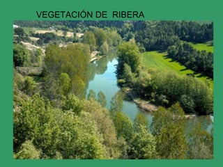 VEGETACIÓN DE RIBERA 
 