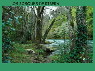 LOS BOSQUES DE RIBERA 
 