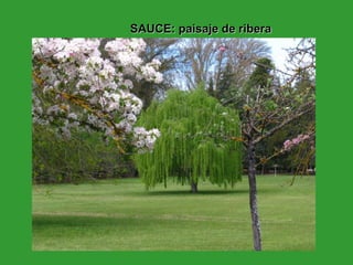 SAUCE: paisaje de ribera 
 