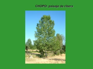 CHOPO: paisaje de ribera 
 