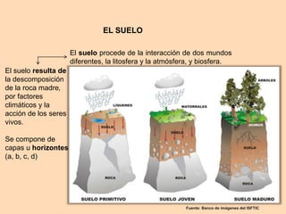 EL SUELO 
El suelo procede de la interacción de dos mundos 
diferentes, la litosfera y la atmósfera, y biosfera. 
Fuente: Banco de imágenes del ISFTIC 
El suelo resulta de 
la descomposición 
de la roca madre, 
por factores 
climáticos y la 
acción de los seres 
vivos. 
Se compone de 
capas u horizontes 
(a, b, c, d) 
 