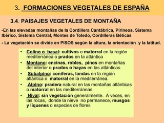 3. FORMACIONES VEGETALES DE ESPAÑA 
3.4. PAISAJES VEGETALES DE MONTAÑA 
-En las elevadas montañas de la Cordillera Cantábrica, Pirineos. Sistema 
Ibérico, Sistema Central, Montes de Toledo, Cordilleras Béticas 
- La vegetación se divide en PISOS según la altura, la orientación y la latitud. 
• Colino o basal: cultivos o matorral en la región 
mediterránea o prados en la atlántica 
• Montano: encinas, robles, pinos en montañas 
del interior o prados o hayas en las atlánticas 
• Subalpino: coníferas, landas en la región 
atlántica o matorral en la mediterránea. 
• ,Alpino: pradera natural en las montañas atlánticas 
o matorral en las mediterráneas 
• Nival: sin vegetación generalmente. A veces, en 
las rocas, donde la nieve no permanece, musgos 
y líquenes o especies de flores 
 