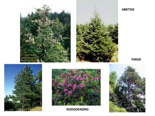 RODODENDRO 
ABETOS 
PINOS 
 