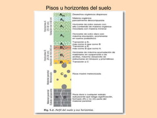 Pisos u horizontes del suelo 
 