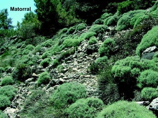 Matorral 
 