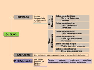 SUELOS 
ZONALES 
AZONALES 
INTRAZONALES 
Son los 
formados bajo 
la influencia del 
climática 
Son suelos muy jóvenes que todavía no se han terminado de formar. 
Son suelos 
formados por 
factores 
locales 
Clima 
Oceánico 
Sobre roquedo silíceo 
-Tierra parda húmeda 
- Ránkers 
Sobre roquedo calizo 
-Tierra parda caliza 
-Terra fusca 
Clima 
Mediterráneo 
Sobre roquedo silíceo 
-Tierra parda meridional 
Sobre roquedo calizo 
-Suelo rojo mediterráneo 
-Terra rossa 
Sobre arcillas y margas 
-Vertisuelos o tierras negras 
Sobre zonas esteparias 
-Suelo gris subdesértico 
Pardos calizos, rendzinas, aluviales, 
encharcados, arenosos, salinos, volcánicos 
 
