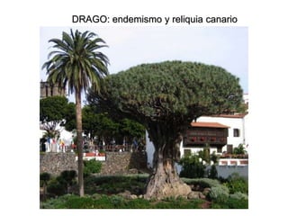 DRAGO: endemismo y reliquia canario 
 