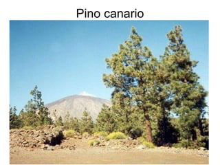Pino canario 
 