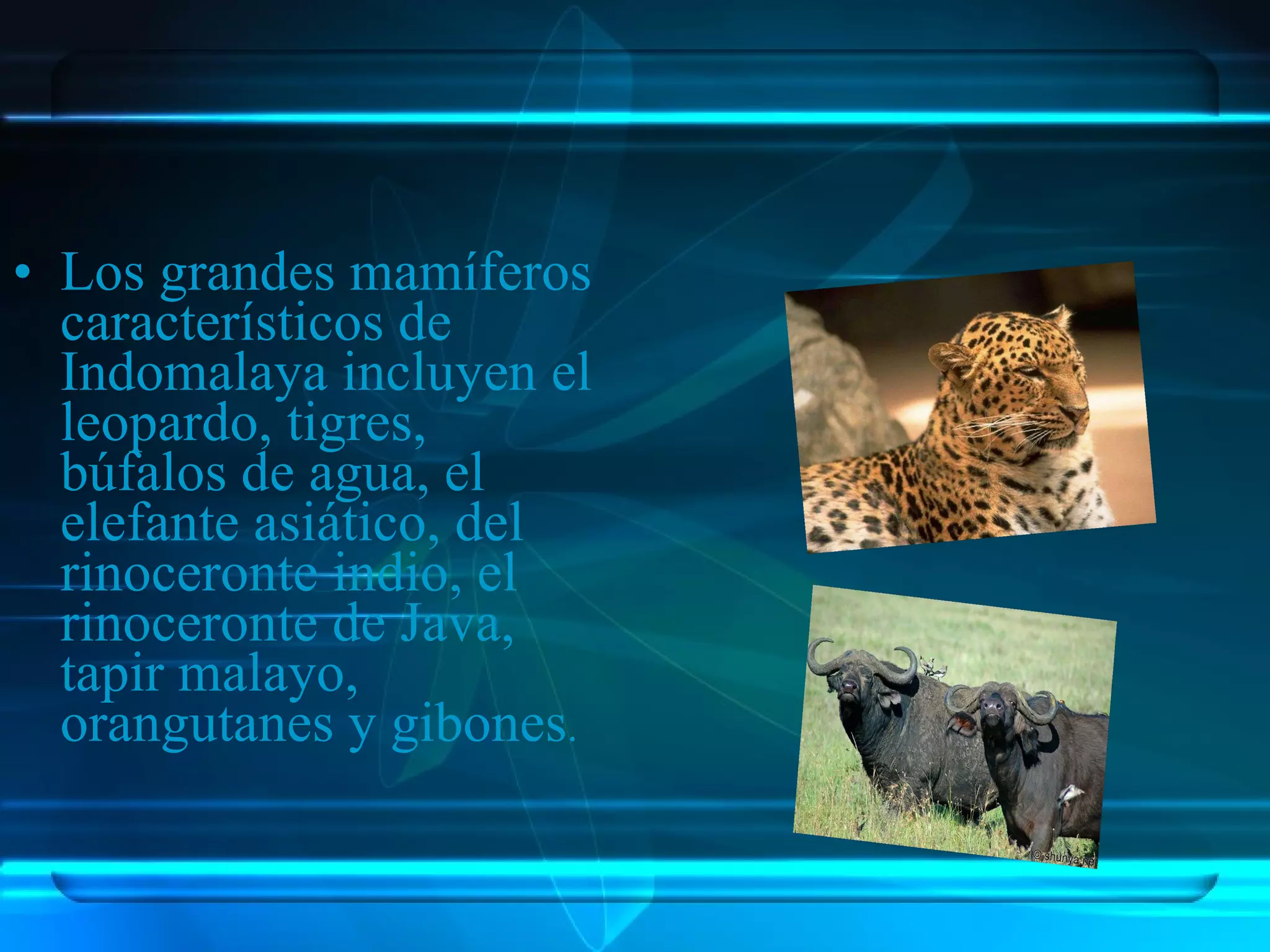 Regiones Biogeograficas Del Mundo | PPT