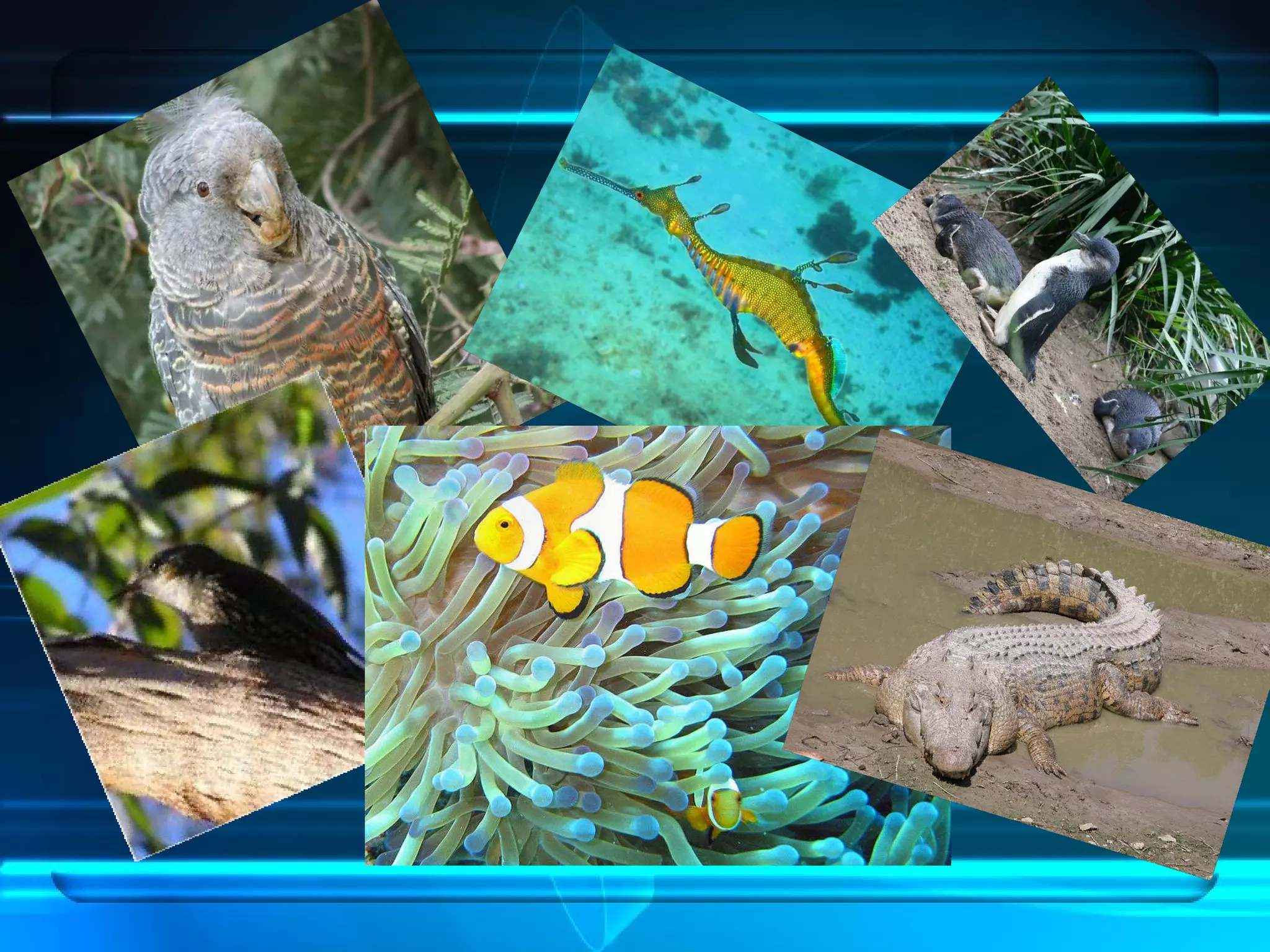 Regiones Biogeograficas Del Mundo | PPT