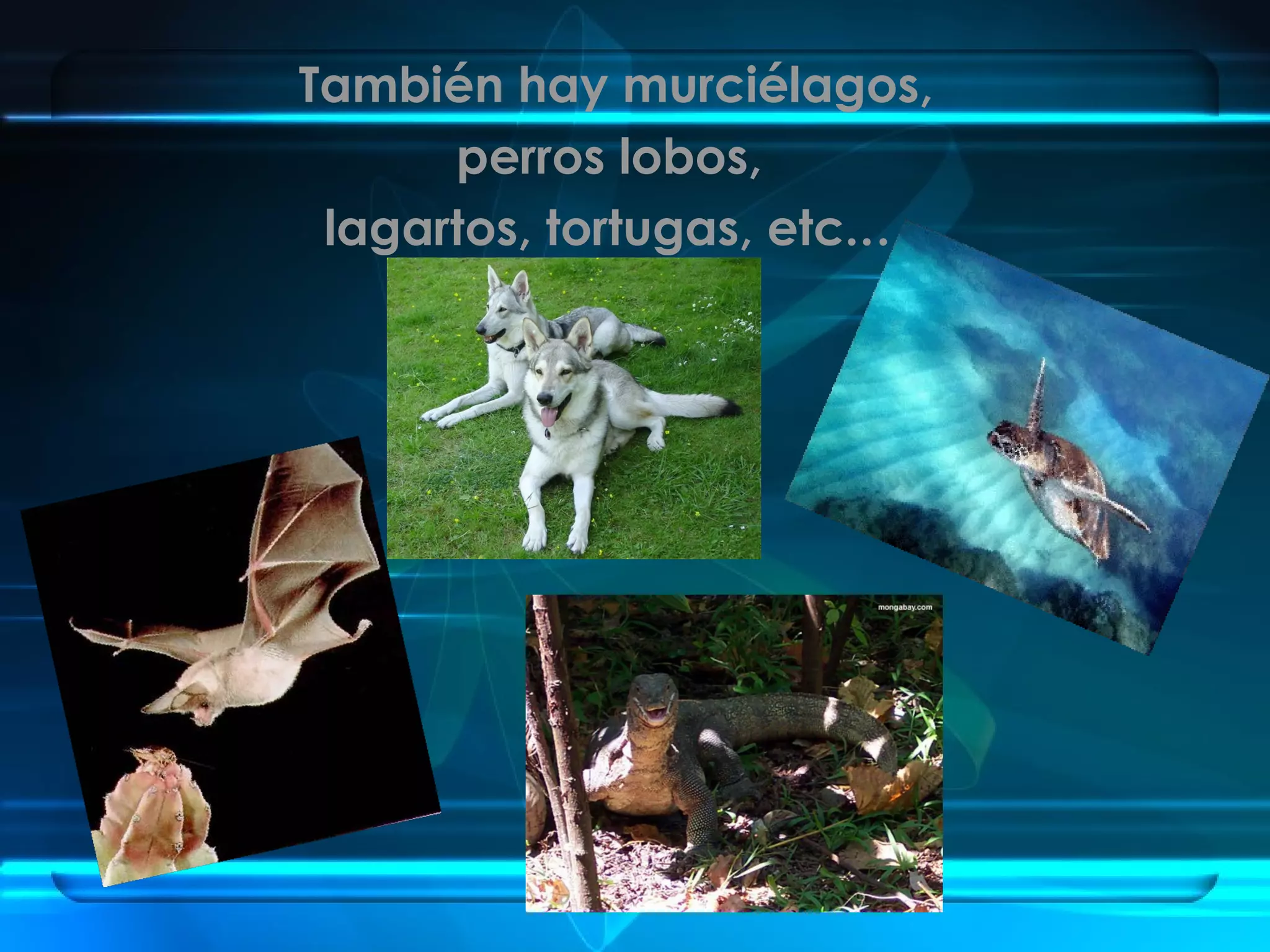 Regiones Biogeograficas Del Mundo | PPT