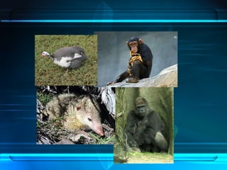 Regiones Biogeograficas Del Mundo | PPT