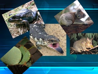 Regiones Biogeograficas Del Mundo | PPT