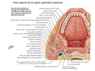 Vista superior de la región cigomática izquierda
 