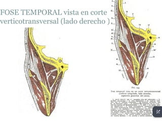 FOSE TEMPORAL vista en corte
verticotransversal (lado derecho )
 