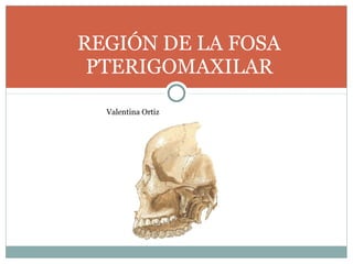 Valentina Ortiz
REGIÓN DE LA FOSA
PTERIGOMAXILAR
 