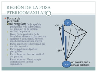 REGIÓN DE LA FOSA
PTERIGOMAXILAR
⚫ Forma de
pirámide
cuadrangular:





 Vértice: Unión de la apófisis
pterigoides y la tuberosidad
del maxilar, pi de lamina
vertical de palatino
Base: Parte posterior de la
hendidura esfenomaxilar con sus
agujeros y conductos. Porción
mas horizontal del ala mayor
Pared anterior: Tuberosidad del
maxilar superior
Pared posterior: Apófisis
pterigoides
Pared Interna: Porción vertical
del palatino
Pared externa: Abertura que
comunica con la fosa
cigomática
0>
apo
HEM
CV
EFP
Art palatina sup y
nervios palatinos
 
