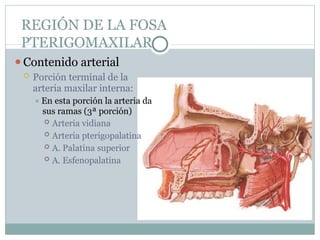 REGIÓN DE LA FOSA
PTERIGOMAXILAR
⚫Contenido arterial
 Porción terminal de la
arteria maxilar interna:
⯍ En esta porción la arteria da
sus ramas (3ª porción)
 Arteria vidiana
 Arteria pterigopalatina
 A. Palatina superior
 A. Esfenopalatina
 