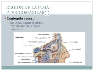REGIÓN DE LA FOSA
PTERIGOMAXILAR
⚫Contenido venoso
 Las venas siguen el mismo
trayecto que en la región
cigomática.
 