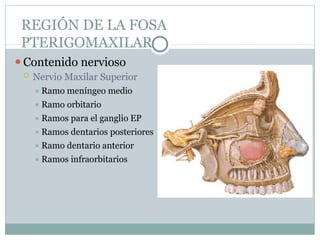 REGIÓN DE LA FOSA
PTERIGOMAXILAR
⚫Contenido nervioso
 Nervio Maxilar Superior
⯍ Ramo meníngeo medio
⯍ Ramo orbitario
⯍ Ramos para el ganglio EP
⯍ Ramos dentarios posteriores
⯍ Ramo dentario anterior
⯍ Ramos infraorbitarios
 