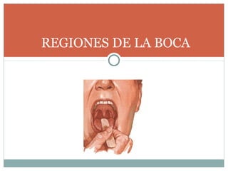 REGIONES DE LA BOCA
 