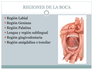 REGIONES DE LA BOCA
⚫Región Labial
⚫Región Geniana
⚫Región Palatina
⚫Lengua y región sublingual
⚫Región gíngivodentaria
⚫Región amigdalina o tonsilar
 
