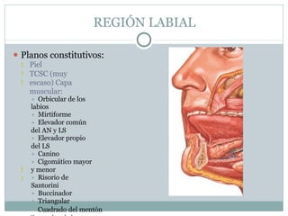 REGIÓN LABIAL
⚫ Planos constitutivos:





Piel
TCSC (muy
escaso) Capa
muscular:
⯍ Orbicular de los
labios
⯍ Mirtiforme
⯍ Elevador común
del AN y LS
⯍ Elevador propio
del LS
⯍ Canino
⯍ Cigomático mayor
y menor
⯍ Risorio de
Santorini
⯍ Buccinador
⯍ Triangular
⯍ Cuadrado del mentón
 