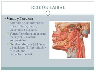 REGIÓN LABIAL
⚫Vasos y Nervios:
 Arterias: de las coronarias,
infraorbitaria, bucal y
transversa de la cara.
 Venas: Terminan en la vena
facial y en las venas
submentales
 Nervios: Motores (del facial)
y Sensitivos (infraorbitario y
mentoniano
respectivamente)
 