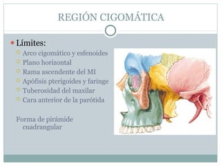 REGIÓN CIGOMÁTICA
⚫Límites:
 Arco cigomático y esfenoides
 Plano horizontal
 Rama ascendente del MI
 Apófisis pterigoides y faringe
 Tuberosidad del maxilar
 Cara anterior de la parótida
Forma de pirámide
cuadrangular
 