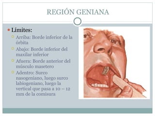 REGIÓN GENIANA
⚫Límites:
 Arriba: Borde inferior de la
órbita
 Abajo: Borde inferior del
maxilar inferior
 Afuera: Borde anterior del
músculo masetero
 Adentro: Surco
nasogeniano, luego surco
labiogeniano, luego la
vertical que pasa a 10 – 12
mm de la comisura
 