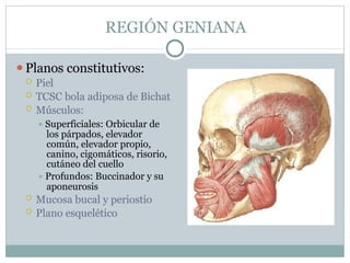 REGIÓN GENIANA
⚫Planos constitutivos:
 Piel
 TCSC bola adiposa de Bichat
 Músculos:
⯍ Superficiales: Orbicular de
los párpados, elevador
común, elevador propio,
canino, cigomáticos, risorio,
cutáneo del cuello
⯍ Profundos: Buccinador y su
aponeurosis
 Mucosa bucal y periostio
 Plano esquelético
 