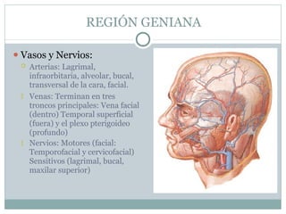 REGIÓN GENIANA
⚫ Vasos y Nervios:


 Arterias: Lagrimal,
infraorbitaria, alveolar, bucal,
transversal de la cara, facial.
Venas: Terminan en tres
troncos principales: Vena facial
(dentro) Temporal superficial
(fuera) y el plexo pterigoideo
(profundo)
Nervios: Motores (facial:
Temporofacial y cervicofacial)
Sensitivos (lagrimal, bucal,
maxilar superior)
 