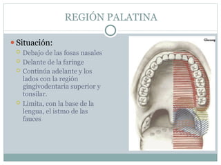 REGIÓN PALATINA
⚫Situación:
 Debajo de las fosas nasales
 Delante de la faringe
 Continúa adelante y los
lados con la región
gingivodentaria superior y
tonsilar.
 Limita, con la base de la
lengua, el istmo de las
fauces
 