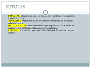 SUTURAS
• BIMAXILAR: a la articulación de las dos apófisis palatinas de los maxilares
superiores entre sí.
• BIPALATINA: articulación de las dos láminas horizontales de los huesos
palatinos entre sí.
• MAXILOPALATINA: articulación de las apófisis palatinas de los maxilares
superiores con las láminas horizontales de los palatinos.
• Y CRUCIAL: articulación o punto de unión en los véRtices entre todas las
suturas.
 