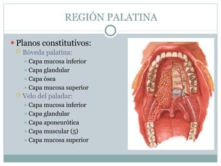 REGIÓN PALATINA
⚫Planos constitutivos:
 Bóveda palatina:
⯍ Capa mucosa inferior
⯍ Capa glandular
⯍ Capa ósea
⯍ Capa mucosa superior
 Velo del paladar:
⯍ Capa mucosa inferior
⯍ Capa glandular
⯍ Capa aponeurótica
⯍ Capa muscular (5)
⯍ Capa mucosa superior
 