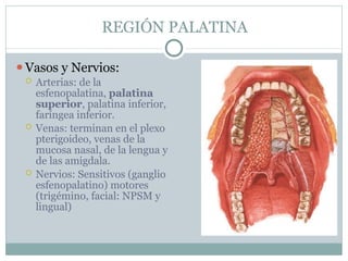 REGIÓN PALATINA
⚫Vasos y Nervios:
 Arterias: de la
esfenopalatina, palatina
superior, palatina inferior,
faríngea inferior.
 Venas: terminan en el plexo
pterigoideo, venas de la
mucosa nasal, de la lengua y
de las amigdala.
 Nervios: Sensitivos (ganglio
esfenopalatino) motores
(trigémino, facial: NPSM y
lingual)
 