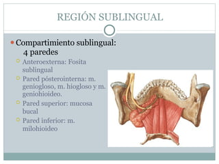 REGIÓN SUBLINGUAL
⚫Compartimiento sublingual:
4 paredes
 Anteroexterna: Fosita
sublingual
 Pared pósterointerna: m.
geniogloso, m. hiogloso y m.
geniohioideo.
 Pared superior: mucosa
bucal
 Pared inferior: m.
milohioideo
 