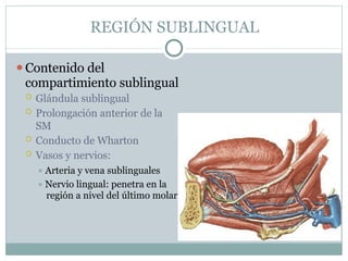 REGIÓN SUBLINGUAL
⚫Contenido del
compartimiento sublingual
 Glándula sublingual
 Prolongación anterior de la
SM
 Conducto de Wharton
 Vasos y nervios:
⯍ Arteria y vena sublinguales
⯍ Nervio lingual: penetra en la
región a nivel del último molar
 